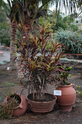 codiaeum-variegatum.jpg