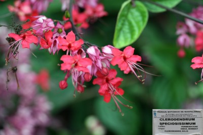 clerodendrum.jpg