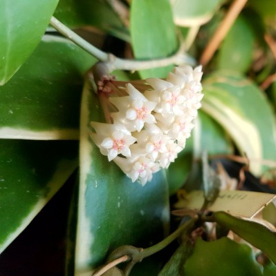 Hoya verticillata.jpg