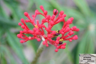 jatropha-multifida.jpg