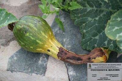 cucurbita-maximafrucht.jpg