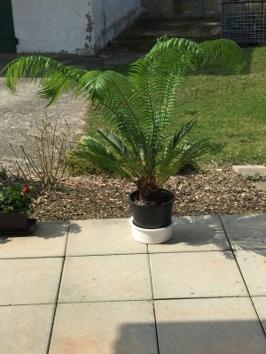 Cycas (1).JPG