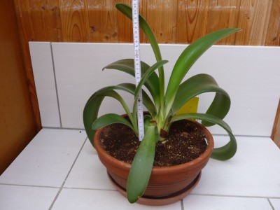 Haemanthus_albiflos.jpg