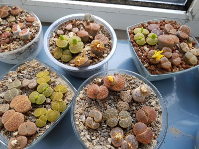 Lithops.jpg