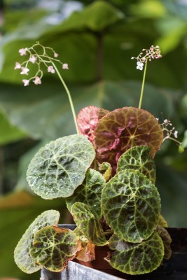 Begonia goegoensis.jpg