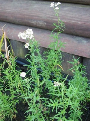 achillea_ptarmica.jpg