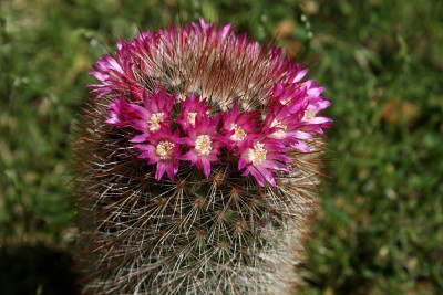 Mammillaria.jpg