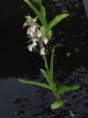 epipactis_palustris.jpg