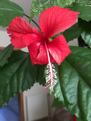 Hibiskus panaschiert.JPG