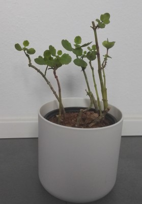 Kalanchoe C 1.jpg