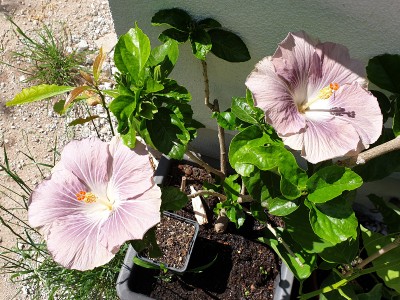 hibiscus24062020.jpg