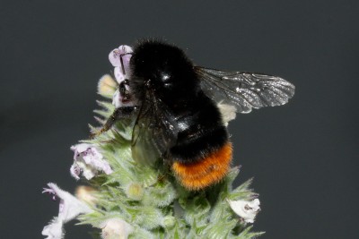 200726_steinhummel_2.jpg