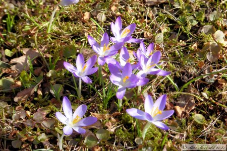 Krokus blau