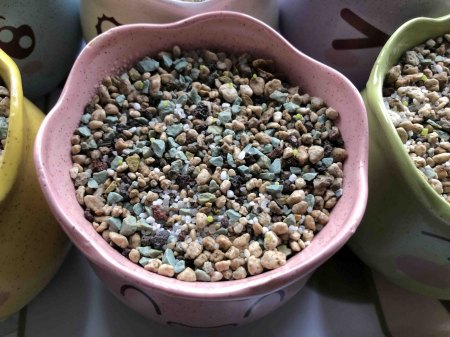 Lebende Steine und Granite - Lithops - Pleiospilos III