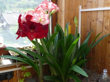 Amaryllis - Ritterstern - Hippeastrum III