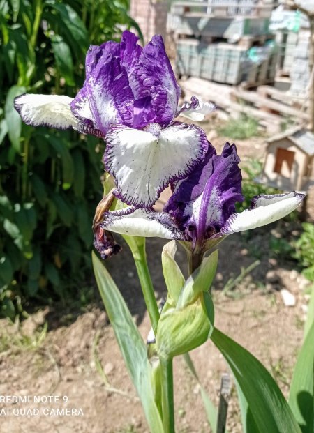 Iris - Iridaceae