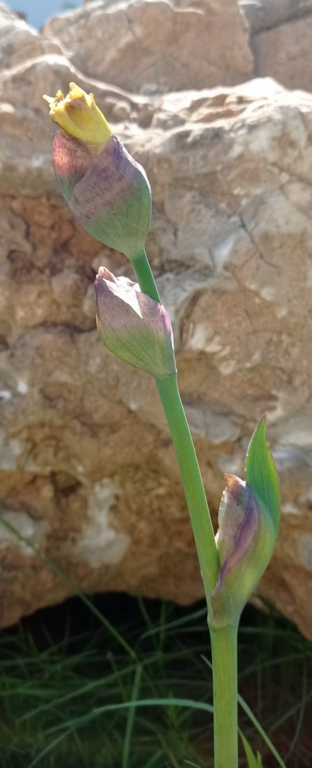 Iris - Iridaceae