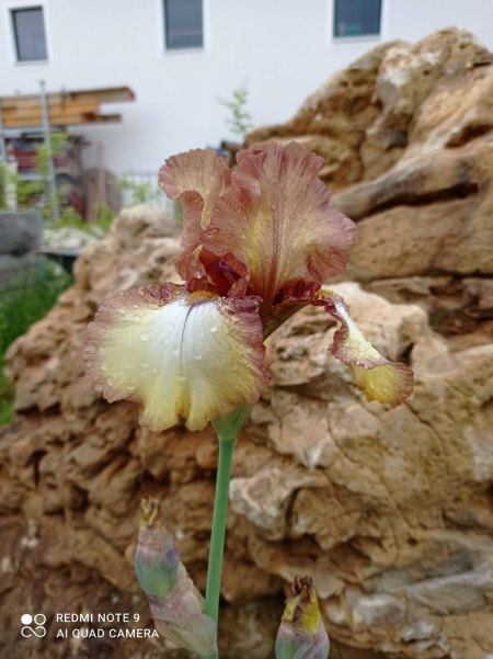 Iris - Iridaceae