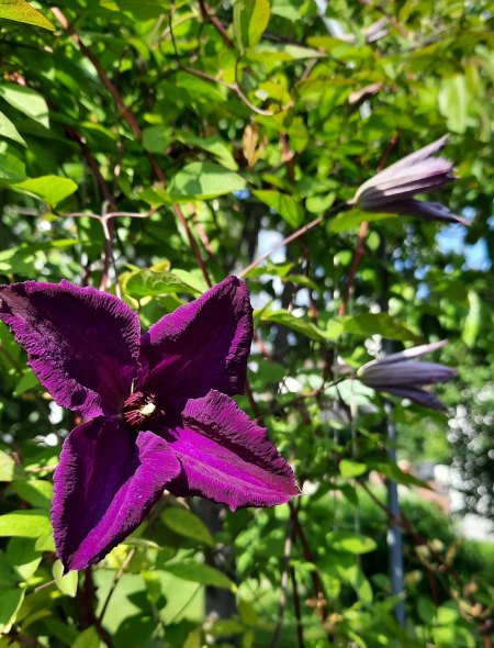 Waldrebe - Clematis