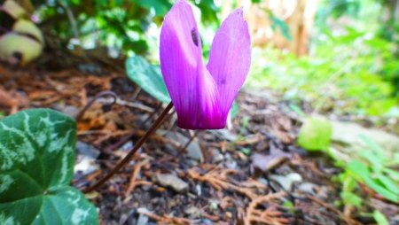 Cyclamen purpurascens