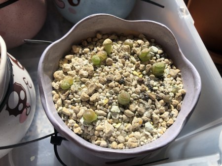 Lebende Steine und Granite - Lithops - Pleiospilos III