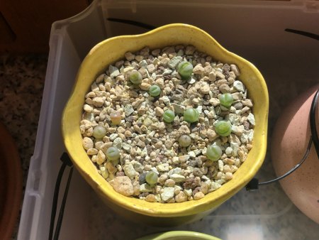 Lebende Steine und Granite - Lithops - Pleiospilos III