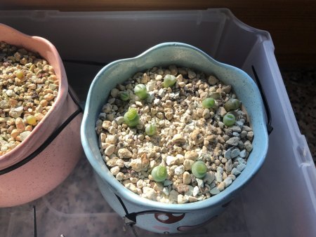 Lebende Steine und Granite - Lithops - Pleiospilos III