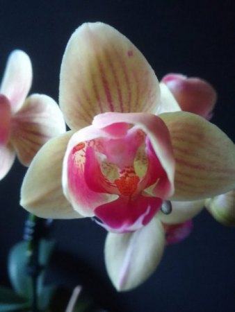 Orchideen - alles ohne Ludisia & Freiland -  VII