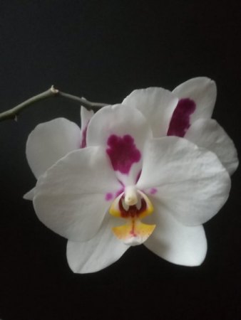 Orchideen - alles ohne Ludisia & Freiland -  VII