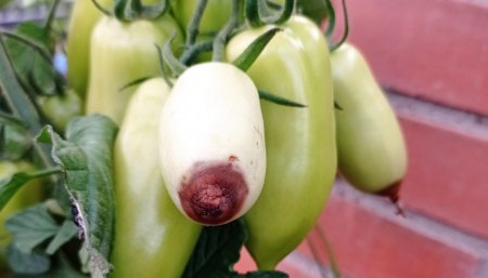 Tomaten - Paradeiser - Solanum lycopersicum