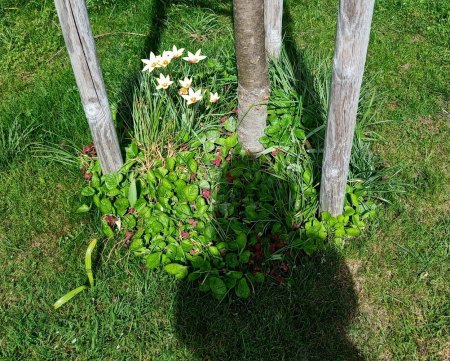 Gartengestaltung schwieriger Boden