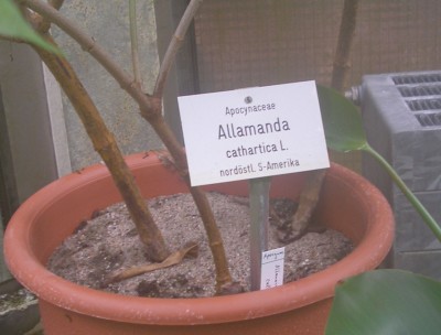 Allamanda.jpg