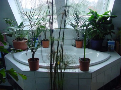 Badewanne mit Palmen.jpg