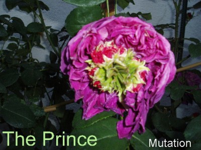 the prince mutation.jpg
