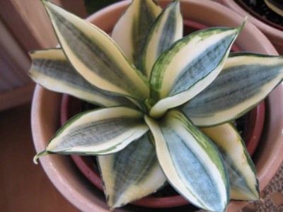 Sansevieria bunt.JPG