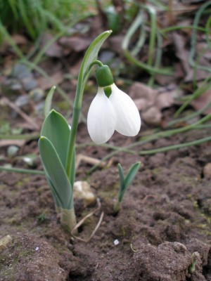 Schneeglöckchen.jpg