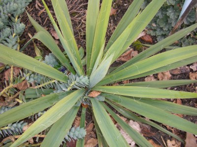 yucca.JPG