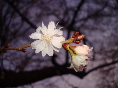 23.01.2008 der frühling.jpg