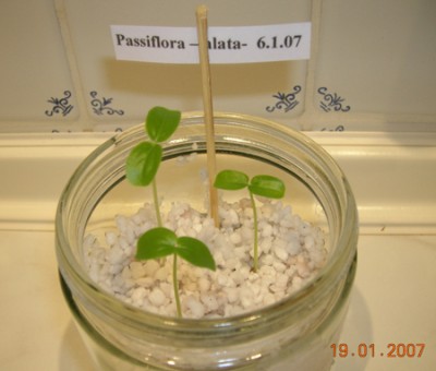 Passiflora-alata.jpg