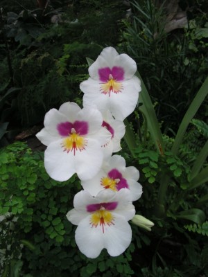 miltonia.JPG