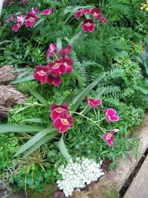 miltonia rot.JPG