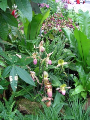 paphiopedilum2.JPG