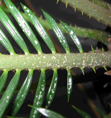 Cycas rev 02.jpg