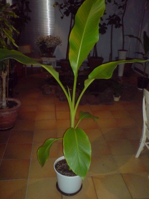 Ensete.JPG