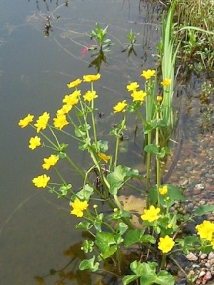 caltha_palustris.jpg