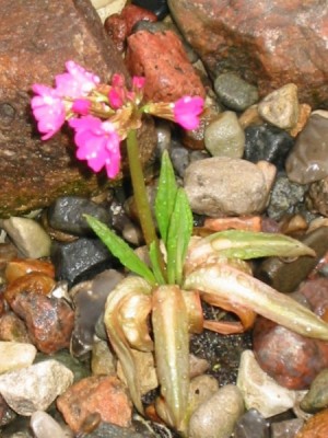 primula_rosea_1.jpg