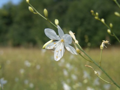 Anthericum ramosum.JPG