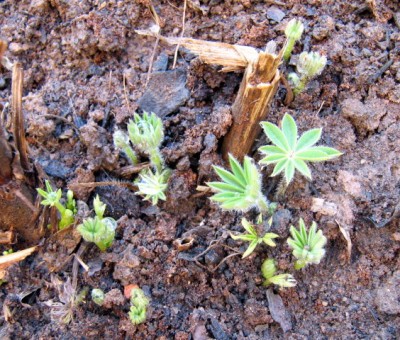 23.02.08  Lupinus Gallery White Shade.JPG