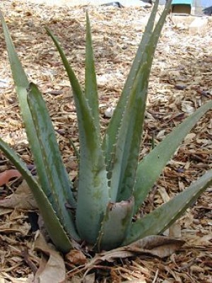 260px-Aloevera2web.jpg