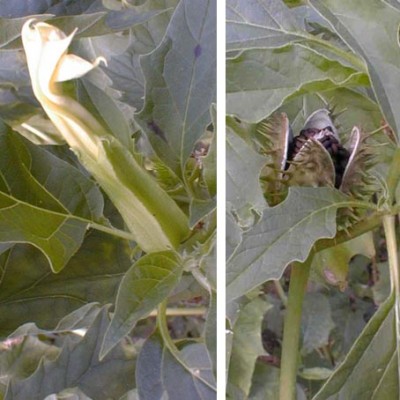 datura ferox, tins.jpg